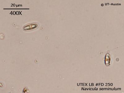 UTEX LB FD250 Navicula seminulum | UTEX Culture Collection of Algae