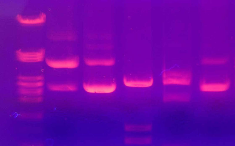 UTEX Genomic DNA