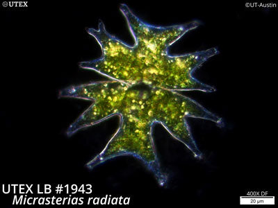 UTEX LB 1943 Micrasterias radiata | 400X DF | Micrograph by Dr. David Nobles, UTEX Curator | Credit: Nobles/UTEX
