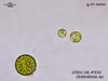 UTEX LB 932 Golenkinia sp. | UTEX Culture Collection of Algae