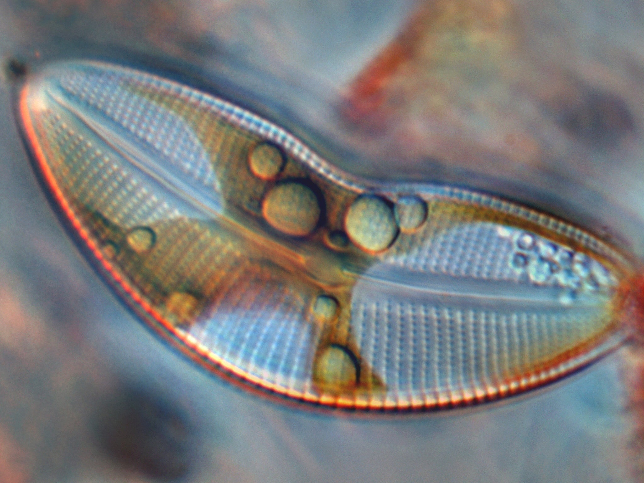 Upcoming 2016 Ordering Deadlines