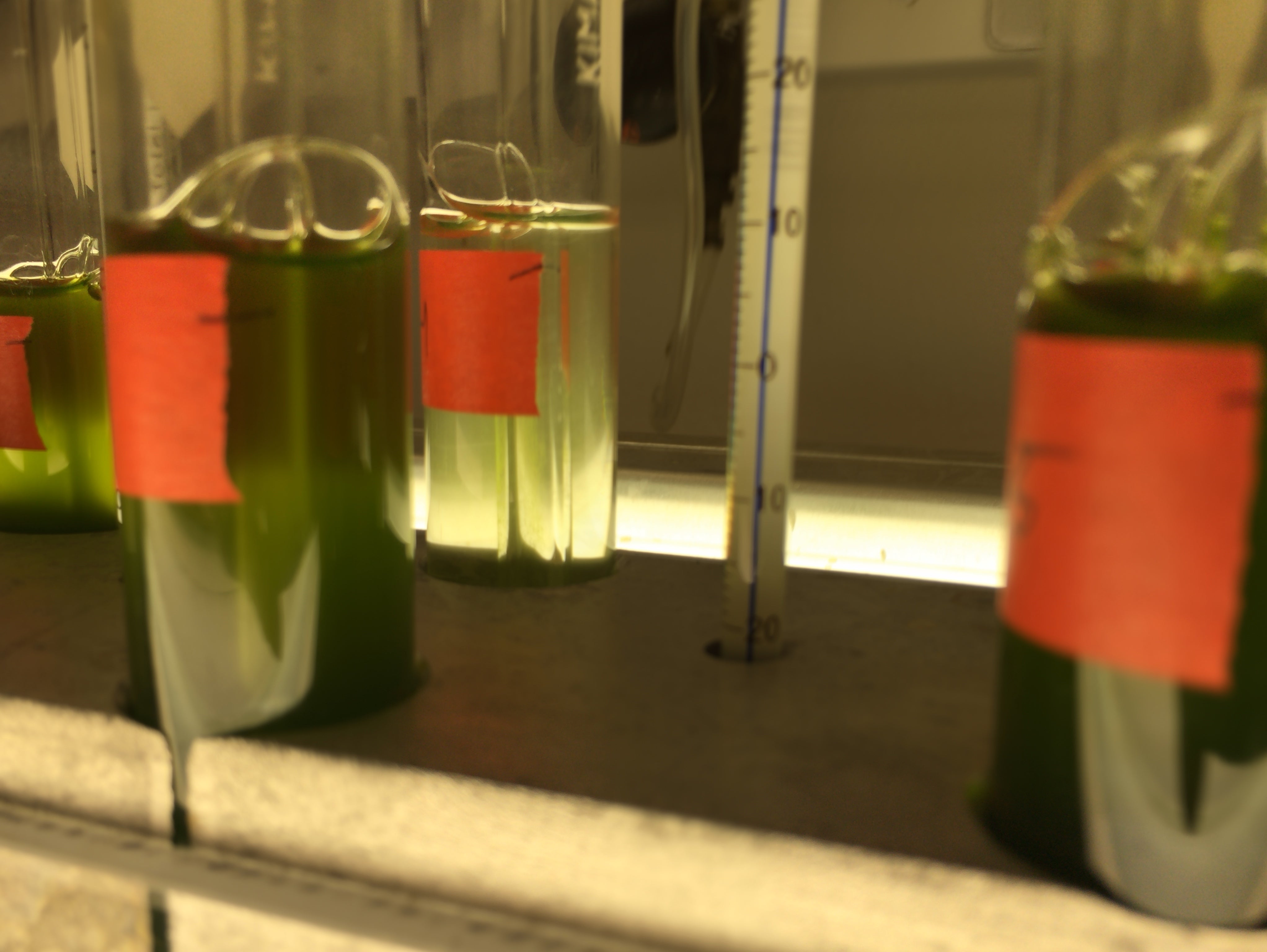 Announcing the Jerry J. Brand Summer Research Fellowship for Algae Research