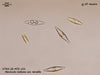 Freshwater Diatom Collection