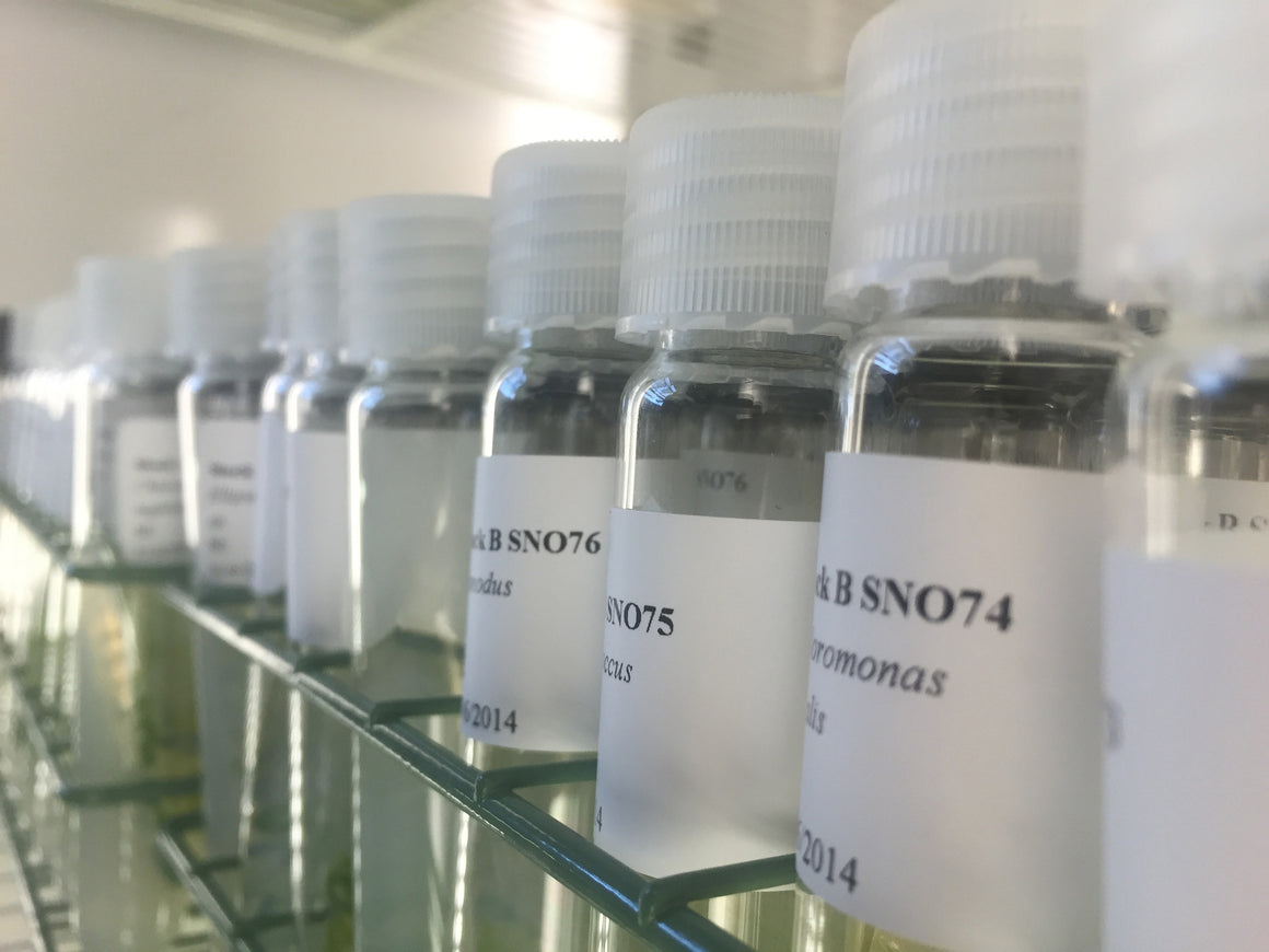 Snow Algae Collection