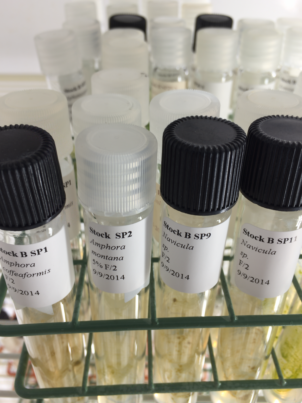 Salt Plains Collection