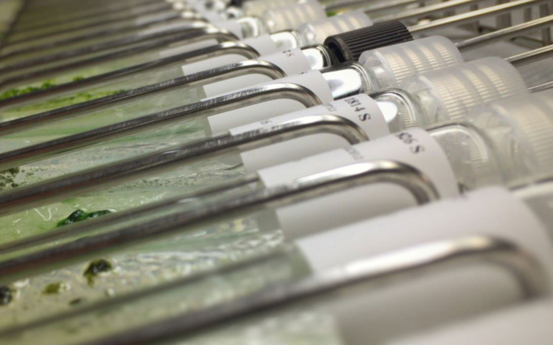 Newly Accessioned Algal Strains at UTEX