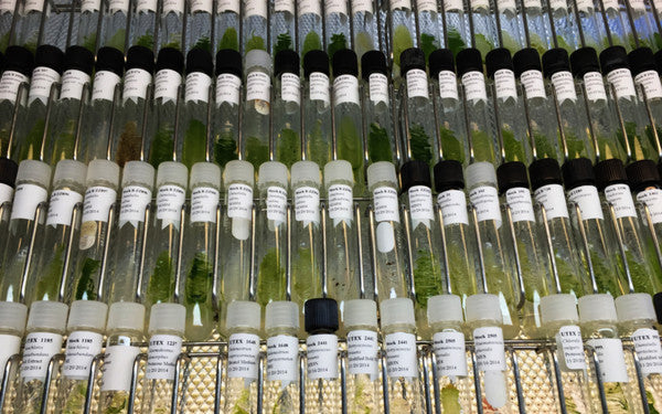 Algae Express Collection