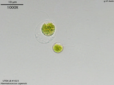 <strong>UTEX LB 1023</strong> <br><i>Haematococcus capensis</i>