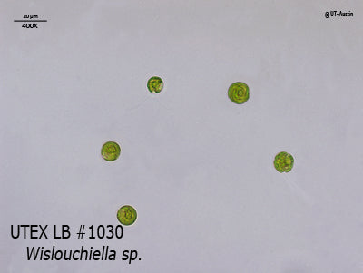 <strong>UTEX LB 1030</strong> <br><i>Wislouchiella sp.</i>