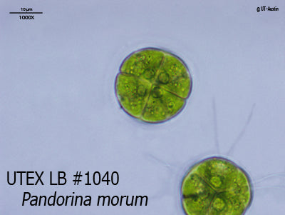 <strong>UTEX LB 1040</strong> <br><i>Pandorina morum</i>
