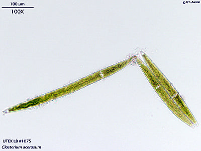 <strong>UTEX LB 1075</strong> <br><i>Closterium acerosum</i>