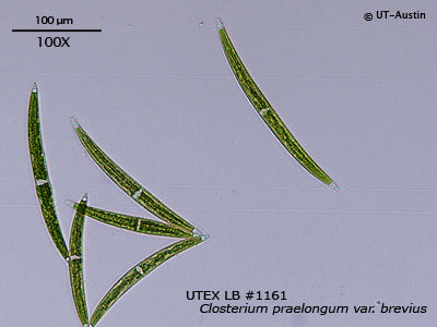 <strong>UTEX LB 1161</strong> <br><i>Closterium praelongum var. brevius</i>