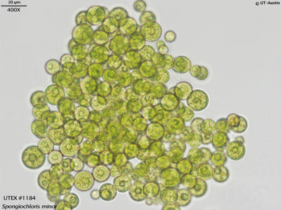 <strong>UTEX 1184</strong> <br><i>Spongiochloris minor</i>