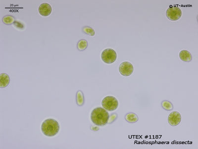 <strong>UTEX 1187</strong> <br><i>Radiosphaera dissecta</i>