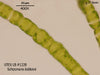 UTEX LB 1228 Schizomeris leibleinii | UTEX Culture Collection of Algae