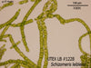 UTEX LB 1228 Schizomeris leibleinii | UTEX Culture Collection of Algae