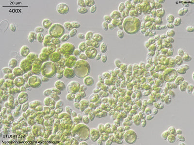 <strong>UTEX 1232</strong> <br><i>Neospongiococcum excentricum</i>