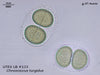 UTEX LB 123 Chroococcus turgidus | UTEX Culture Collection of Algae