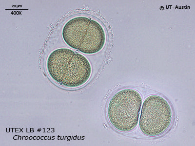 Chroococcus Azul UTEX LB 123 Chroococcus turgidus | UTEX Culture Collection of Algae