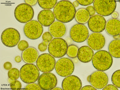 <strong>UTEX 1251</strong> <br><i>Bracteacoccus giganteus</i>