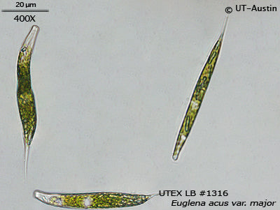 <strong>UTEX LB 1316</strong> <br><i>Euglena acus var. major</i>