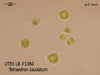 UTEX LB 1360 Tetraedron caudatum | UTEX Culture Collection of Algae
