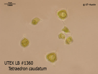 <strong>UTEX LB 1360</strong> <br><i>Tetraedron caudatum</i>
