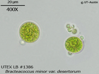 <strong>UTEX LB 1386</strong> <br><i>Bracteacoccus minor var. desertorum</i>