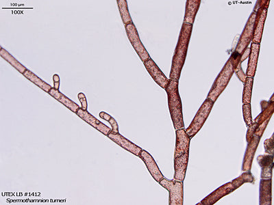 <strong>UTEX LB 1412</strong> <br><i>Spermothamnion turneri</i>