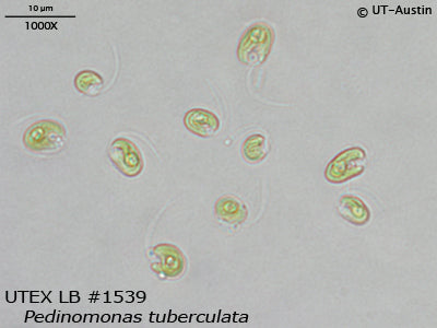 <strong>UTEX LB 1539</strong> <br><i>Pedinomonas tuberculata</i>