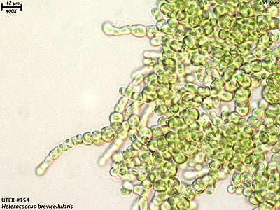 <strong>UTEX 154</strong> <br><i>Heterococcus brevicellularis</i>