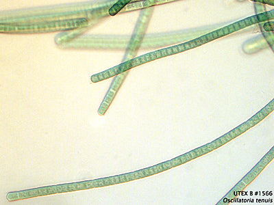 <strong>UTEX B 1566</strong> <br><i>Oscillatoria tenuis</i>