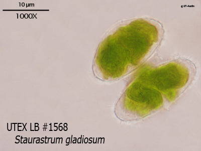 <strong>UTEX LB 1568</strong> <br><i>Staurastrum gladiosum</i>