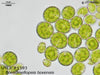 UTEX 1593 Borodinellopsis texensis | UTEX Culture Collection of Algae
