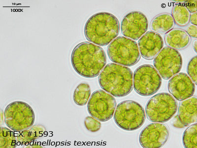 <strong>UTEX 1593</strong> <br><i>Borodinellopsis texensis</i>
