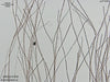 UTEX LB 1608 Acrochaetium sp | UTEX Culture Collection of Algae