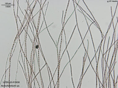 <strong>UTEX LB 1608</strong> <br><i>Acrochaetium sp</i>