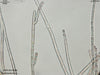 UTEX LB 1608 Acrochaetium sp | UTEX Culture Collection of Algae