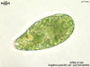 UTEX 160 Euglena gracilis var. saccharophila | UTEX Culture Collection of Algae