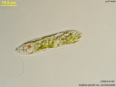 <strong>UTEX 160</strong> <br><i>Euglena gracilis var. saccharophila</i>
