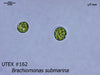 UTEX B 162 Brachiomonas submarina | UTEX Culture Collection of Algae