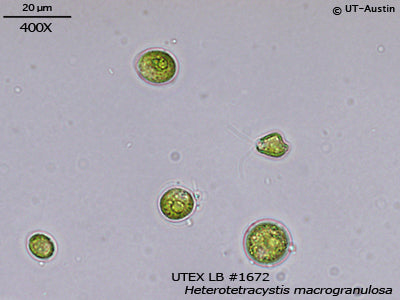 <strong>UTEX LB 1672</strong> <br><i>Heterotetracystis macrogranulosa</i>