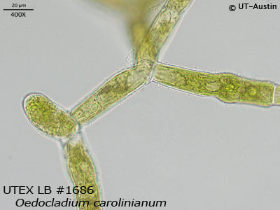 <strong>UTEX LB 1686</strong> <br><i>Oedocladium carolinianum</i>