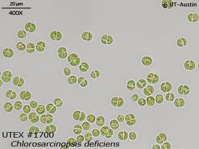 <strong>UTEX 1700</strong> <br><i>Chlorosarcinopsis deficiens</i>