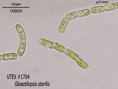 <strong>UTEX 1704</strong> <br><i>Gloeotilopsis sterilis</i>