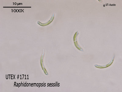 <strong>UTEX 1711</strong> <br><i>Raphidonemopsis sessilis</i>