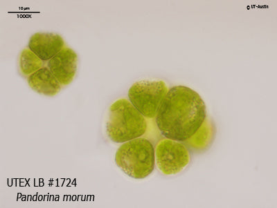 <strong>UTEX LB 1724</strong> <br><i>Pandorina morum</i>
