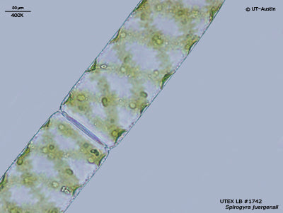 <strong>UTEX LB 1742</strong> <br><i>Spirogyra juergensii</i>