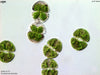 UTEX B 175 Cosmarium botrytis | UTEX Culture Collection of Algae