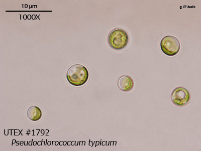 <strong>UTEX 1792</strong> <br><i>Pseudochlorococcum typicum</i>
